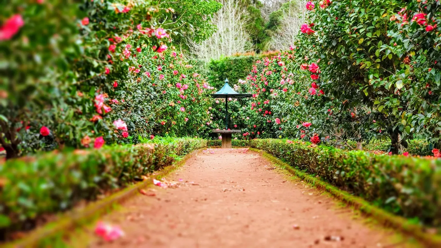 Giardino rigoglioso