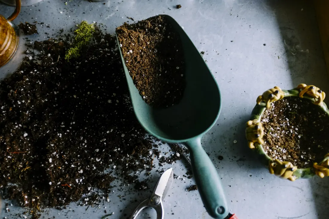Piante e cura del giardino
